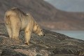  mammifère, ours polaire, ursus maritimus, côte nord est groenland 