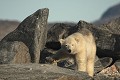  mammifère, ours polaire, ursus maritimus, côte nord est groenland 