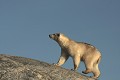  mammifère, ours polaire, ursus maritimus, côte nord est groenland 