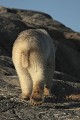  mammifère, ours polaire, ursus maritimus, côte nord est groenland 