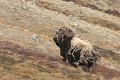  mammifère, boeuf musqué, côte nord est groenland 