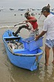  Poisson, requin, requin marteau, sphyrna sp., shark, hammer headed shark, pêche, equateur, exploitation, ressource, ocean pacifique, massacre, ailerons, puerto lopez 