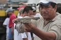  Poisson, requin, requin marteau, sphyrna sp., shark, hammer headed shark, pêche, equateur, exploitation, ressource, ocean pacifique, ailerons, puerto lopez 