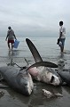  Poisson, requin, requin marteau, requin renard, sphyrna sp., shark, hammer headed shark, thresher, pêche, equateur, exploitation, ressource, ocean pacifique, massacre, ailerons, manta 