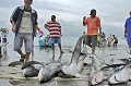  Poisson, requin, requin marteau, requin renard, sphyrna sp., alopias sp., shark, hammer headed shark, thresher, pêche, equateur, exploitation, ressource, ocean pacifique, massacre, ailerons, manta 