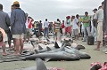  Poisson, requin, requin marteau, requin renard, sphyrna sp., alopias sp., shark, hammer headed shark, thresher, pêche, equateur, exploitation, ressource, ocean pacifique, massacre, ailerons, manta 