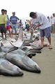  Poisson, requin, requin marteau, requin renard, sphyrna sp., alopias sp., shark, hammer headed shark, thresher, pêche, equateur, exploitation, ressource, ocean pacifique, massacre, ailerons, manta 