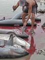  Poisson, requin, requin marteau, requin renard, sphyrna sp., alopias sp., shark, hammer headed shark, thresher, pêche, equateur, exploitation, ressource, ocean pacifique, massacre, ailerons, manta 
