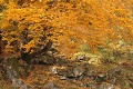  paysage d'automne, hêtre, vosges, vallée thur, oderen, bergenbach, haut-rhin , alsace 