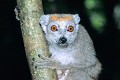  lémurien, lemur coronatus, madagascar 