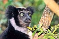  Lémurien, indri indri, madagascar 