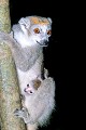  lémurien, lémur coronatus, madagascar 