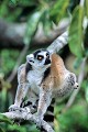  lémurien, maki catta, madagascar 