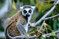  lémurien, maki catta, madagascar 