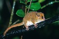  lémurien, microcebus, ranomafana, madagascar 
