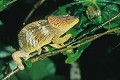  caméléon, madagascar 