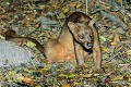  mammifère, fossa, madagascar 