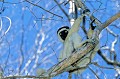  lémurien, propithecus verreaux, madagascar, parc national Kirindi 