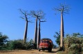  allée baobabs, morondava, madagascar 