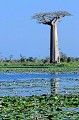  allée baobabs, baobab, nénuphars, morondava, madagascar 