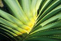  agave, flore, cactée, parc national isalo, madagascar 