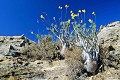  paysage, flore, pachypodium, parc national d'Isalo, madagascar 