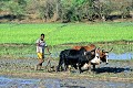  rizières, zébus, labours, madagascar 
