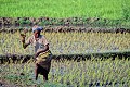  femme malgache, travail rizière, madagascar 