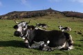  mammifère, ruminant, vache vosgienne, pâturage, grand ballon, haut-rhin, alsace 