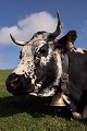  mammifère, ruminant, vache vosgienne, pâturage, vosges, haut-rhin, alsace 