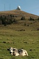  mammifère, ruminant, vache vosgienne, pâturage, grand ballon, massif vosgien, haut-rhin, alsace 