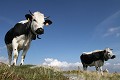  vache vosgienne, animaux ferme, pâturages, hautes chaumes, hautes vosges, haut-rhin, alsace 