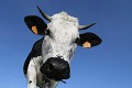  vache vosgienne, animaux ferme, pâturages, hautes chaumes, hautes vosges, haut-rhin, alsace 