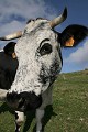  vache vosgienne, animaux ferme, pâturages, hautes chaumes, hautes vosges, haut-rhin, alsace 