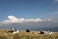  vache vosgienne, animaux ferme, pâturages, hautes chaumes, hautes vosges, haut-rhin, alsace 