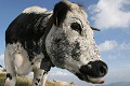  vache vosgienne, animaux ferme, pâturages, hautes chaumes, hautes vosges, haut-rhin, alsace 