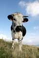  vache vosgienne, animaux ferme, pâturages, hautes chaumes, hautes vosges, haut-rhin, alsace 