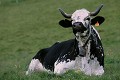  vache vosgienne, animaux ferme, pâturages, hautes chaumes, hautes vosges, haut-rhin, alsace 