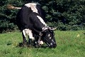  vache vosgienne, animaux ferme, pâturages, hautes chaumes, hautes vosges, haut-rhin, alsace 