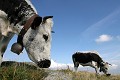  vache vosgienne, animaux ferme, pâturages, hautes chaumes, hautes vosges, haut-rhin, alsace 