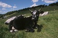  vache vosgienne, animaux ferme, pâturages, hautes chaumes, hautes vosges, haut-rhin, alsace 
