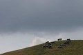  vache vosgienne, animaux ferme, pâturages, hautes chaumes, hautes vosges, haut-rhin, alsace 