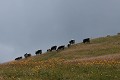  vache vosgienne, animaux ferme, pâturages, hautes chaumes, hautes vosges, haut-rhin, alsace 