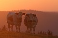  vache vosgienne, animaux ferme, pâturages, hautes chaumes, hautes vosges, coucher de soleil, haut-rhin, alsace 