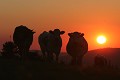  vache vosgienne, animaux ferme, pâturages, hautes chaumes, hautes vosges, coucher de soleil, haut-rhin, alsace 