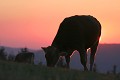  vache vosgienne, animaux ferme, pâturages, hautes chaumes, hautes vosges, coucher de soleil, haut-rhin, alsace 