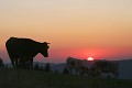  vache vosgienne, animaux ferme, pâturages, hautes chaumes, hautes vosges, coucher de soleil, haut-rhin, alsace 