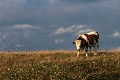  vache, animaux ferme, pâturages, hautes chaumes, hautes vosges, coucher de soleil, haut-rhin, alsace 