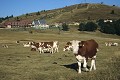  vache vosgienne, animaux ferme, pâturages, hautes chaumes, hautes vosges, coucher de soleil, haut-rhin, markstein, alsace 