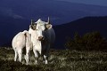  vache charolaise, animaux ferme, pâturages, hautes chaumes, hautes vosges, coucher de soleil, haut-rhin, alsace 